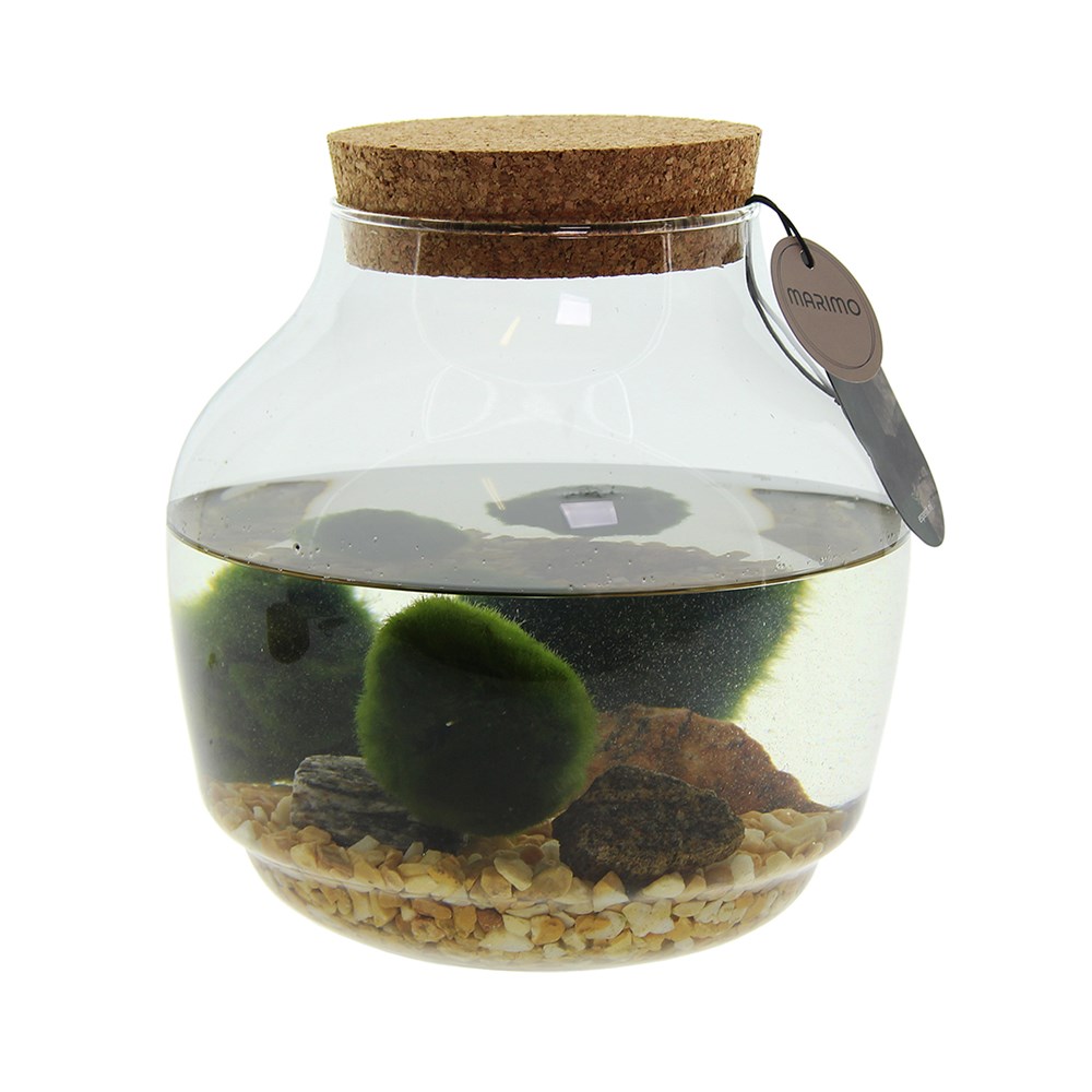 Marimo moss balls - Bowl