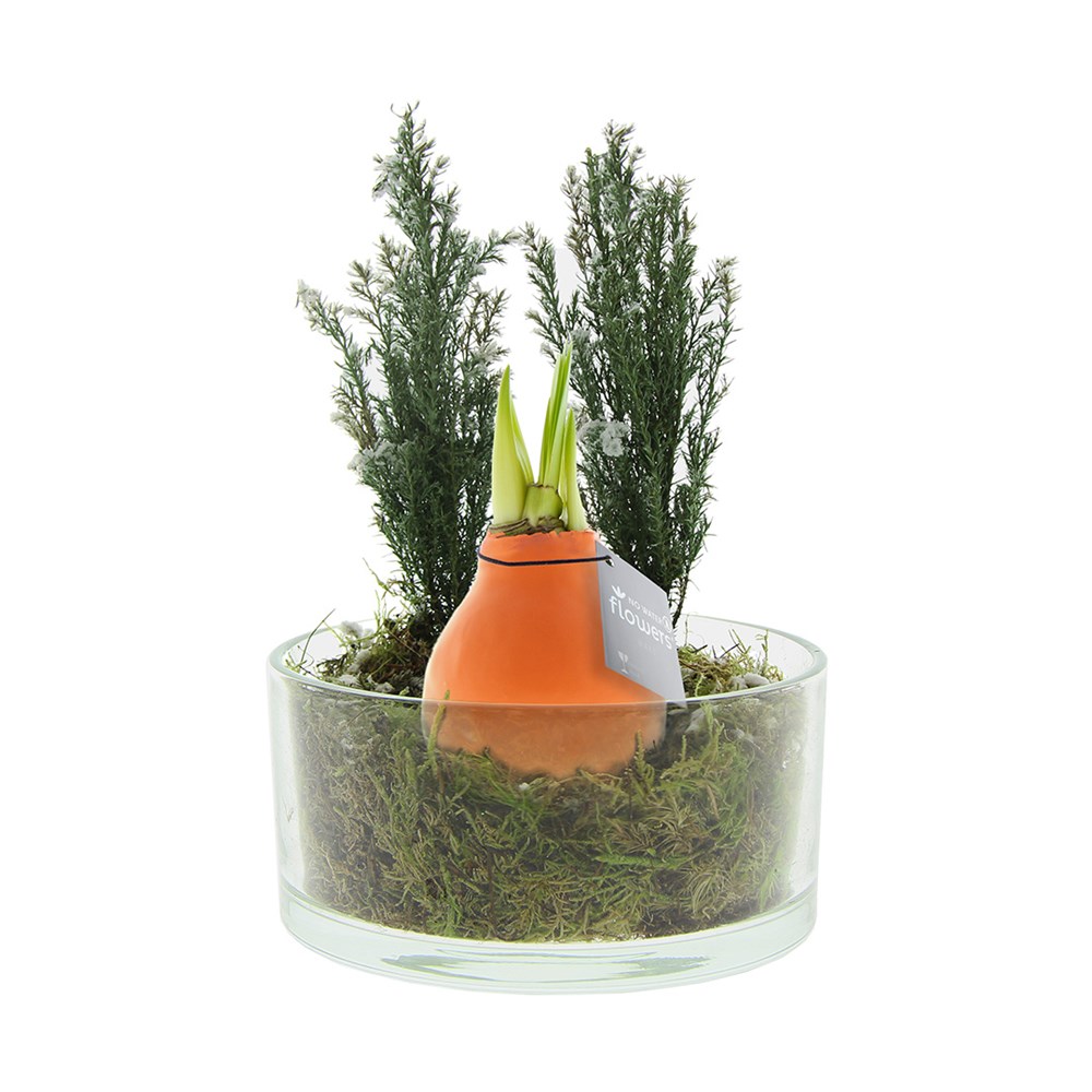 No Water Flowers® - Christmas glass elegance - Pastel oranje