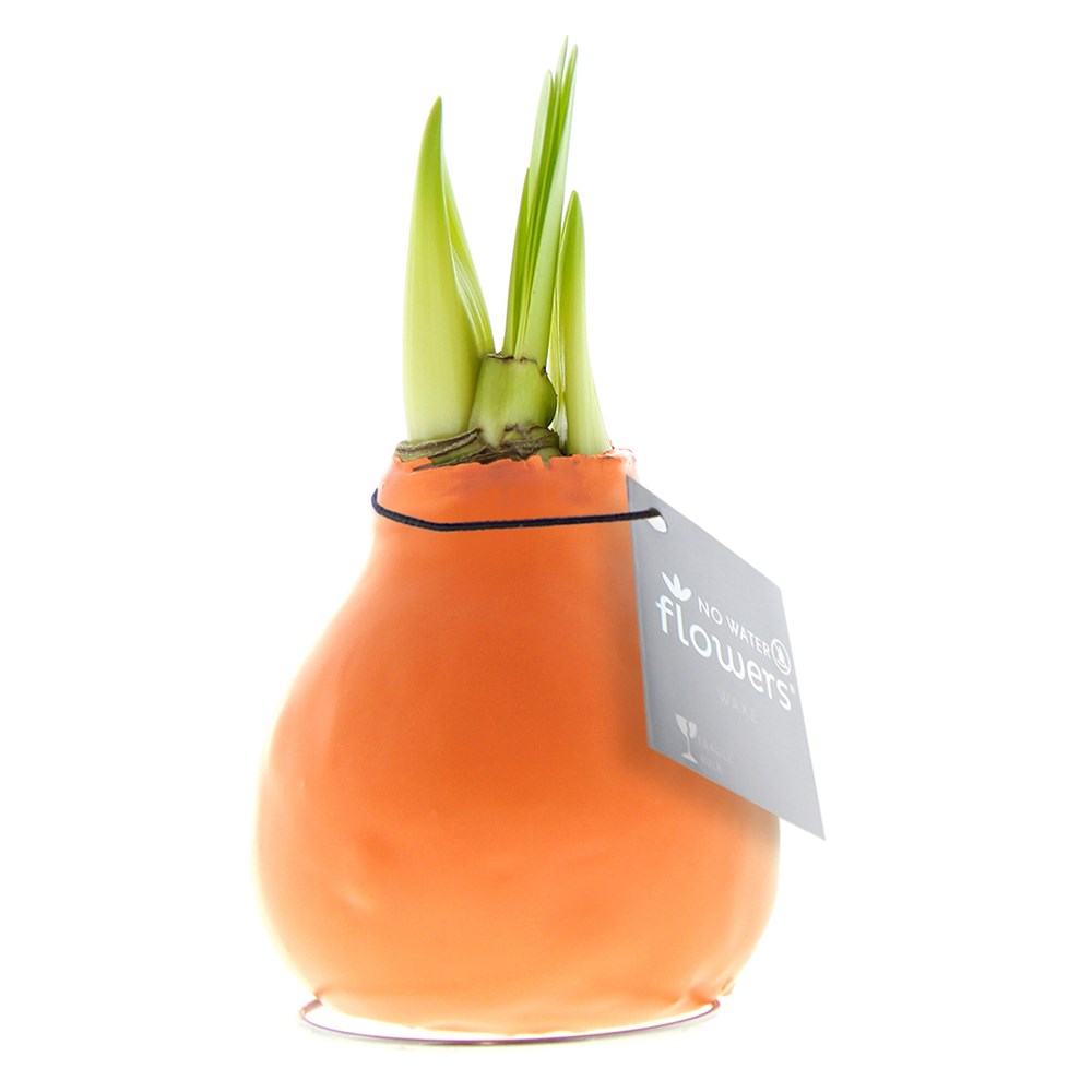 No Water Flowers® - Waxz® Colours - Pastel oranje