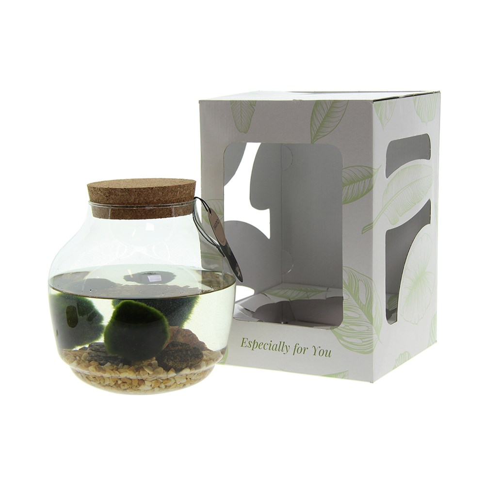 Marimo moss balls - Bowl, Zonder verpakking