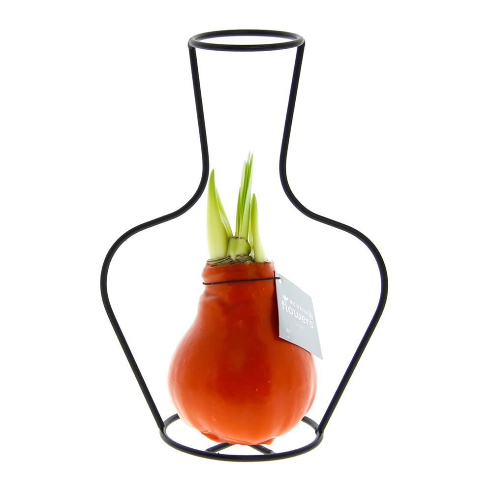 No Water Flowers® - Formz classic - Oranje