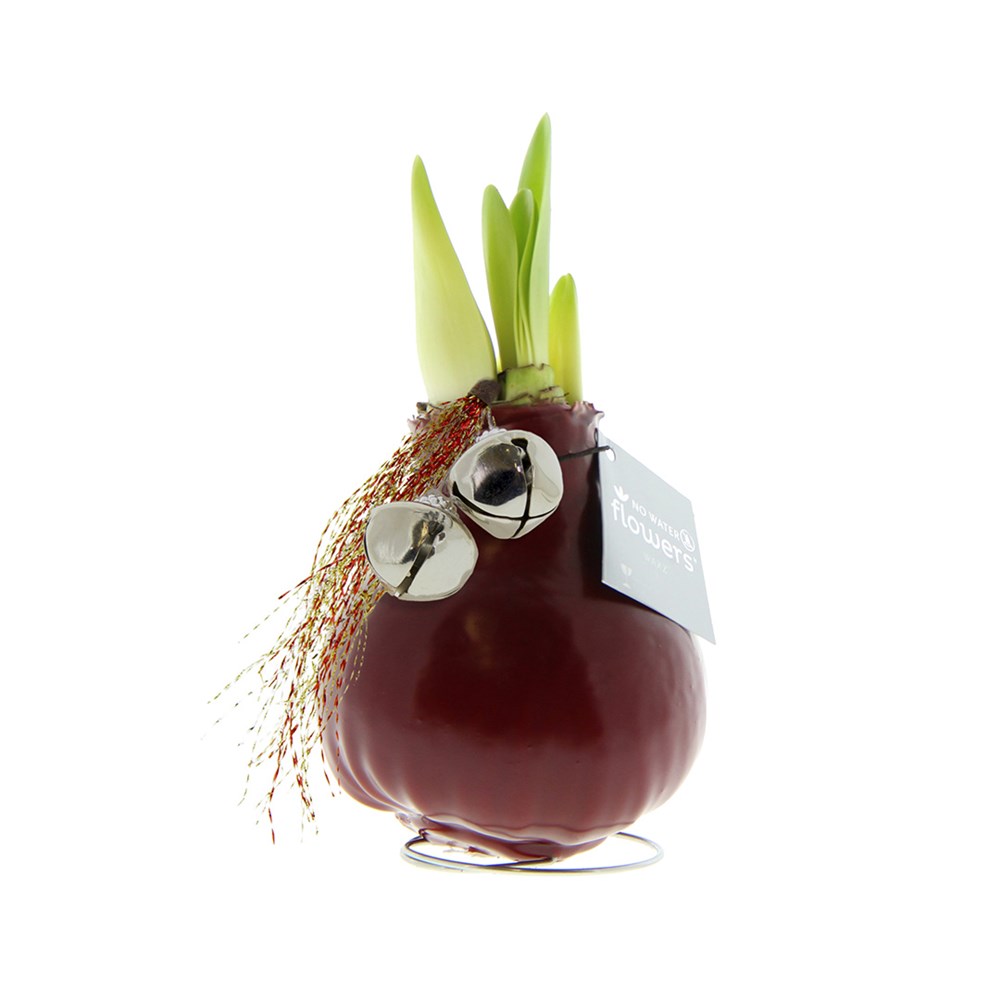 No Water Flowers® - Jingle Bellz - Bordeaux