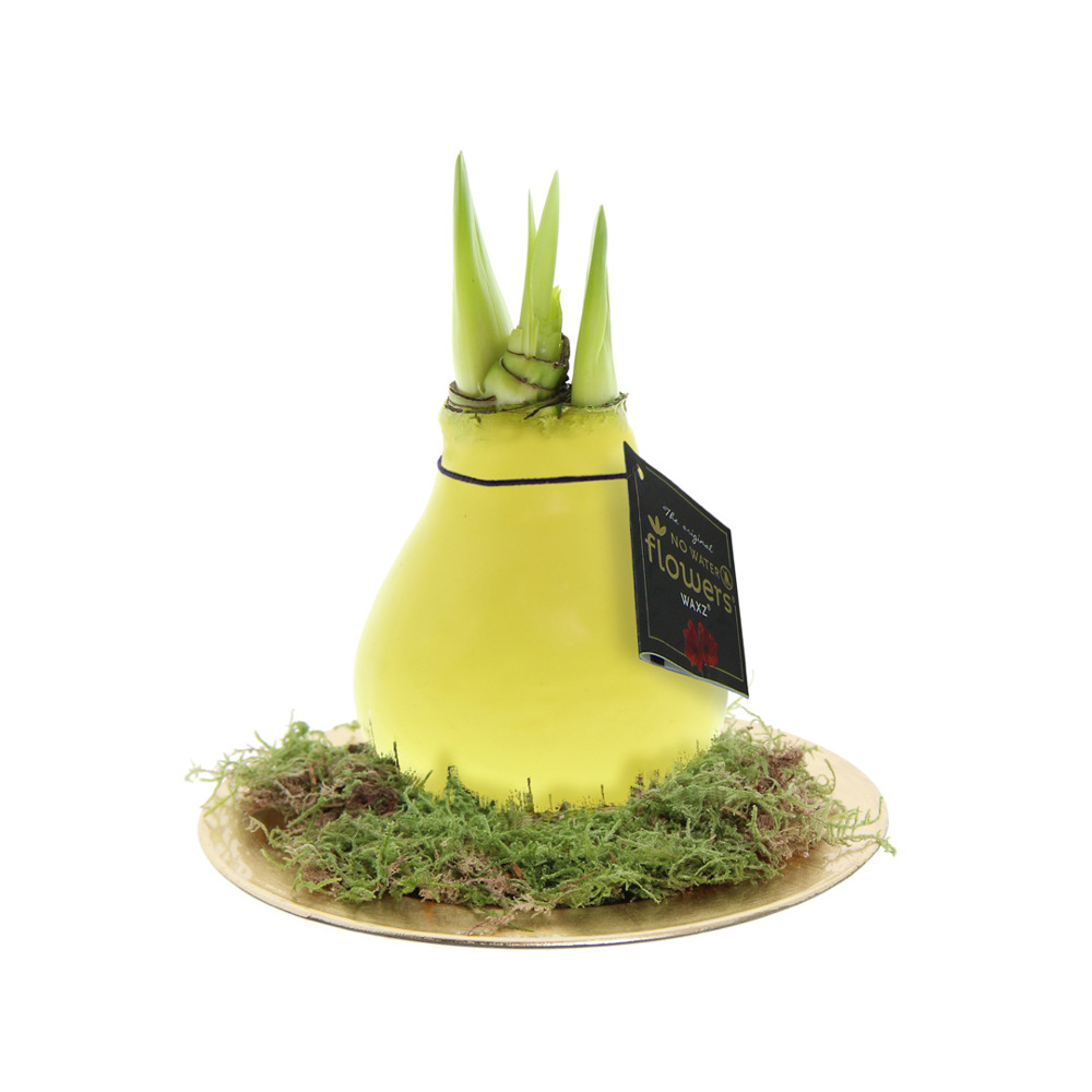 No Water Flowers® - Waxz® on golden dish - Pastel geel