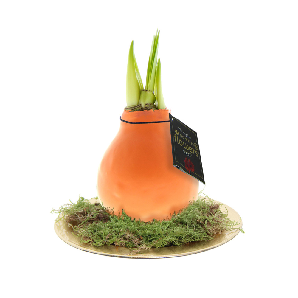No Water Flowers® - Waxz® on golden dish - Pastel oranje
