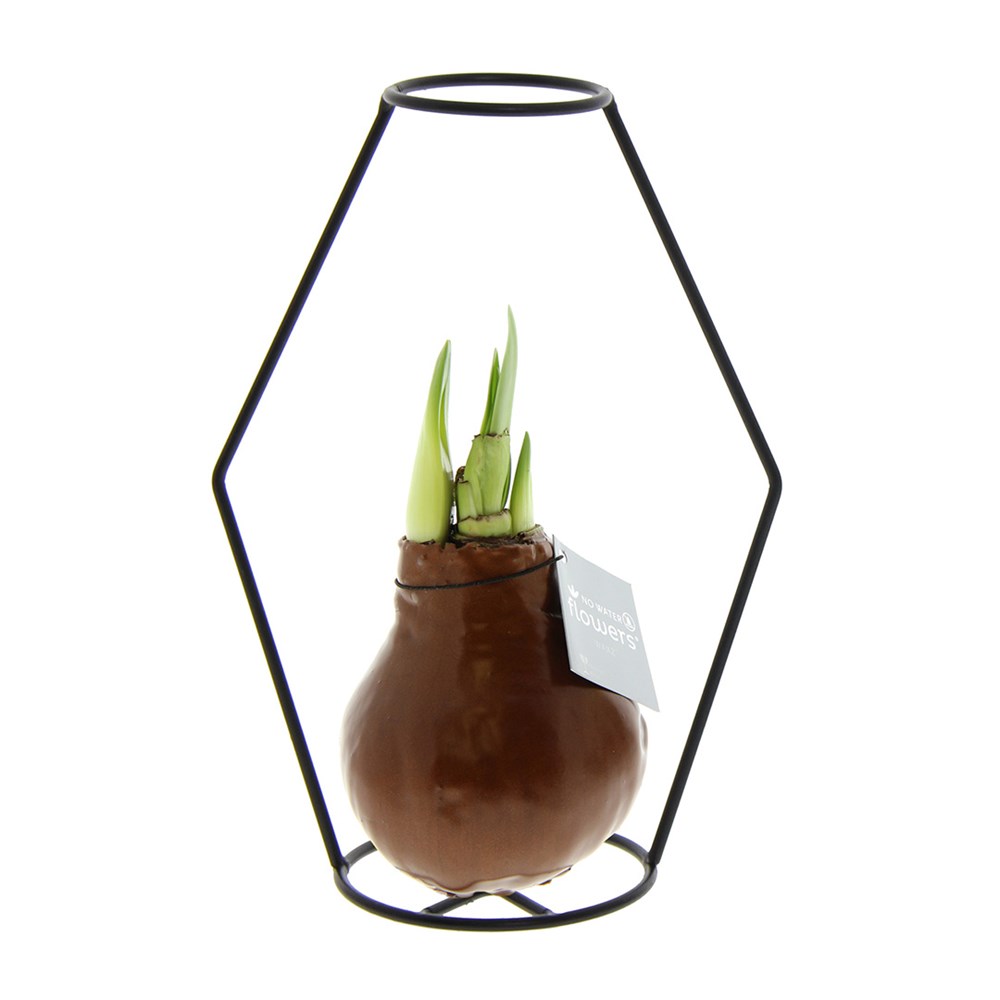 No Water Flowers® - Formz modern - Koper