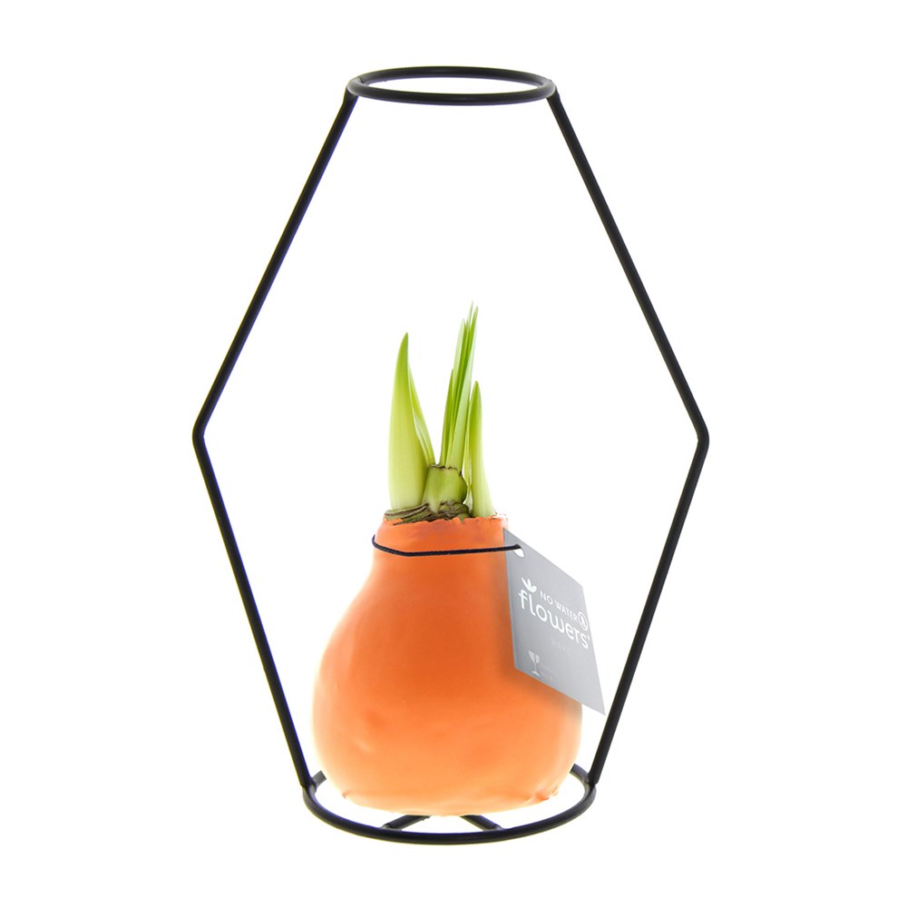 No Water Flowers® - Formz modern - Pastel oranje