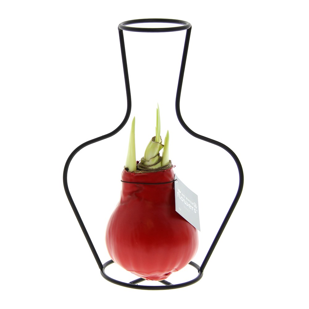 No Water Flowers® - Formz classic - rood