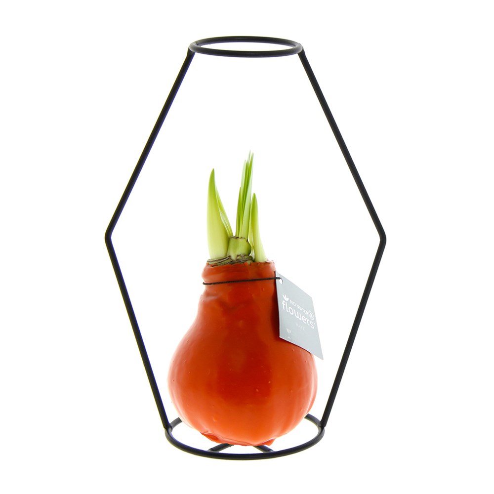 No Water Flowers® - Formz modern - Oranje