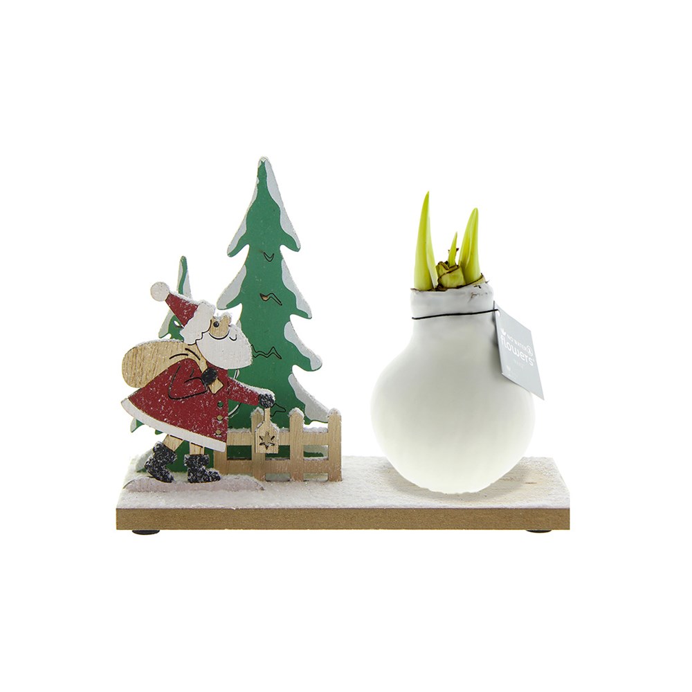 No Water Flowers® - Winter Wonderland - wit