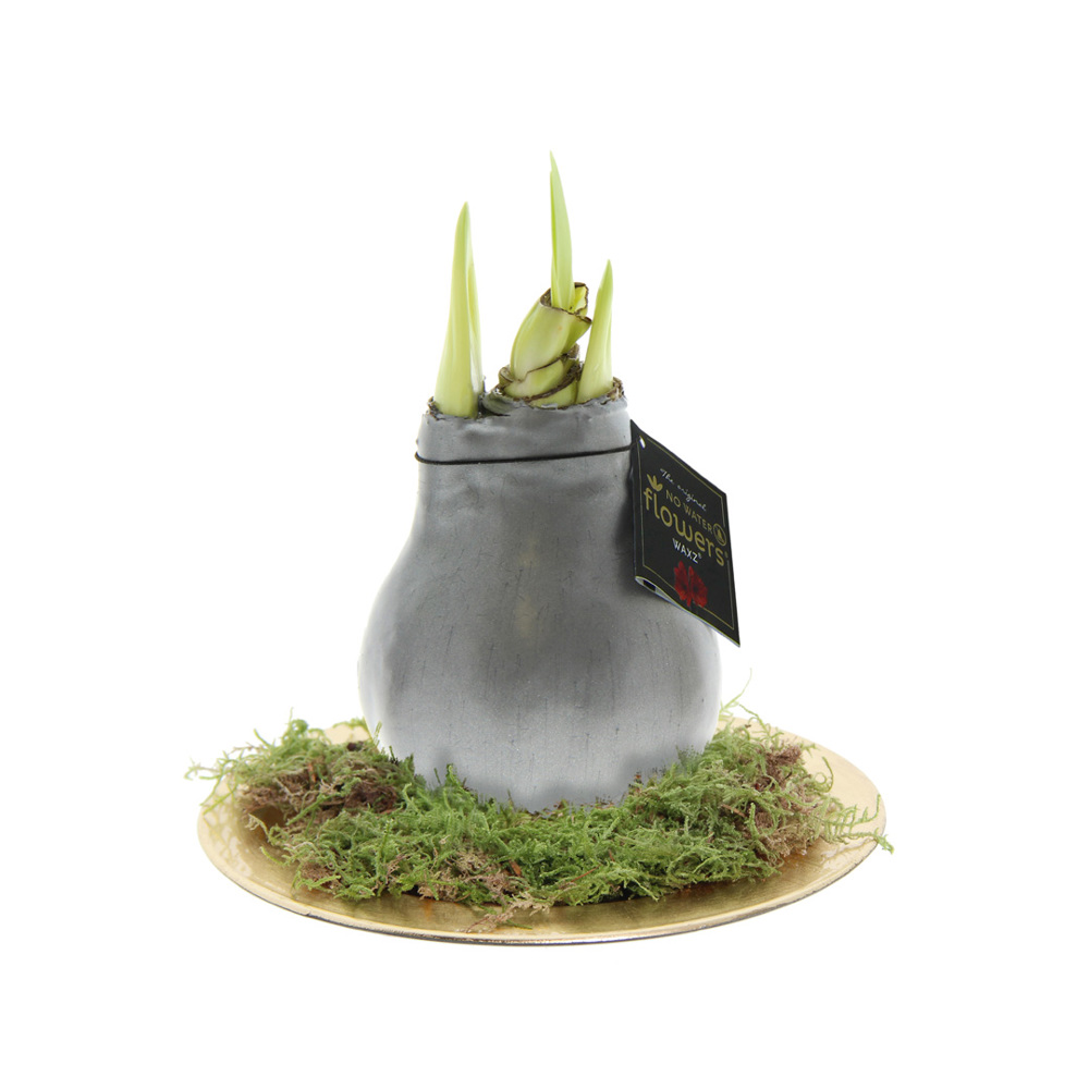 No Water Flowers® - Waxz® on golden dish - Zilver