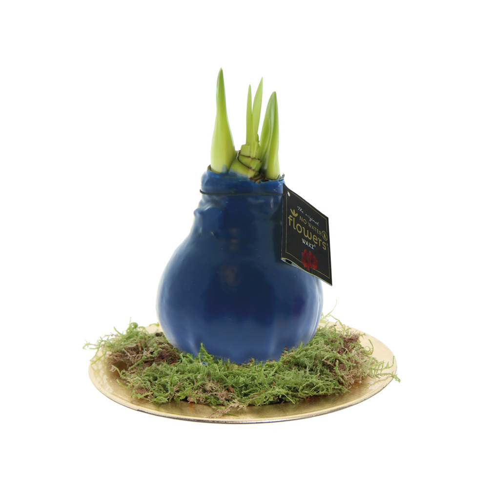No Water Flowers® - Waxz® on golden dish - donkerblauw