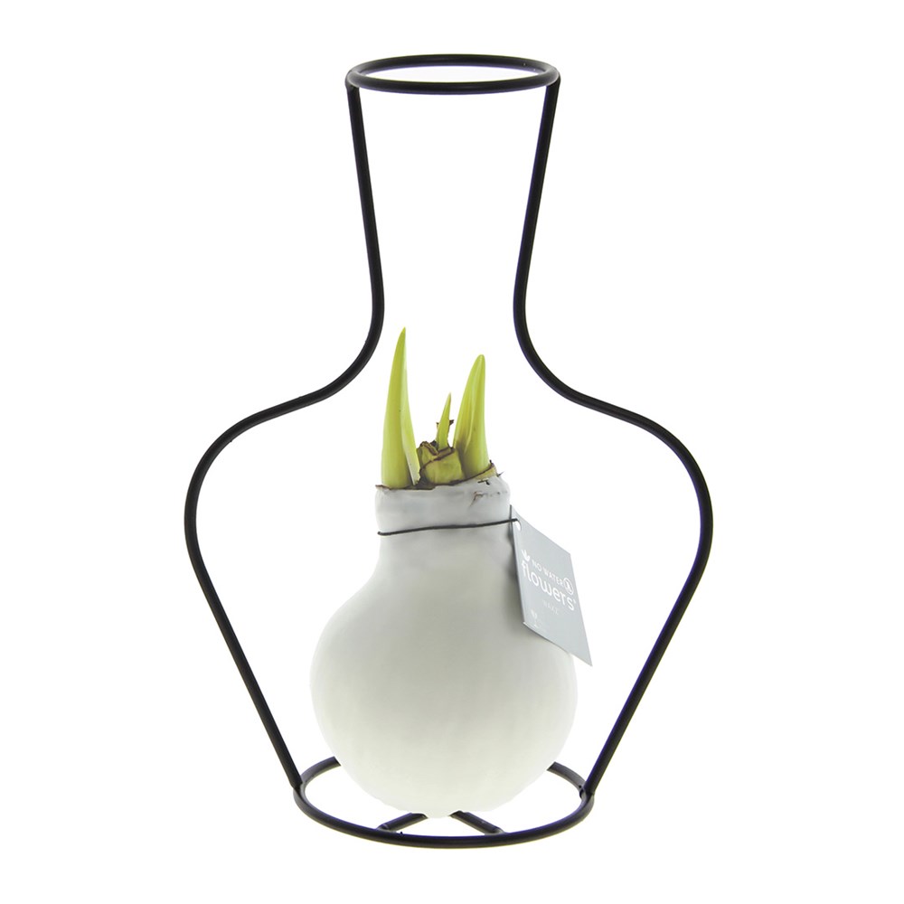 No Water Flowers® - Formz classic - wit