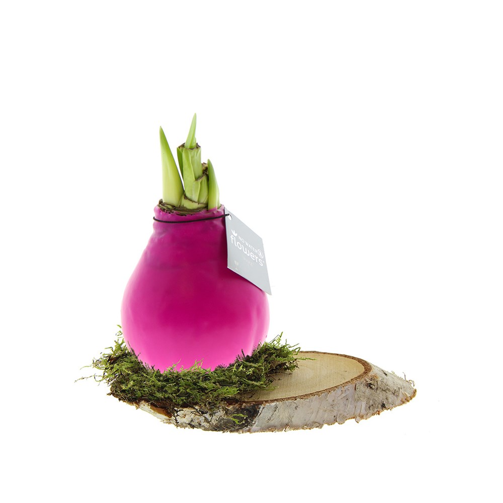 No Water Flowers® - Waxz® on wood - roze
