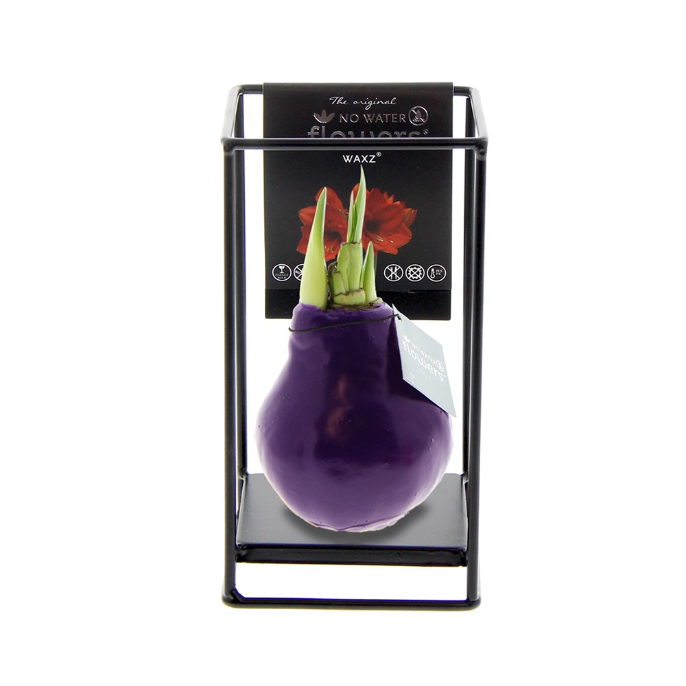 No Water Flowers® - Formz industrial - Paars