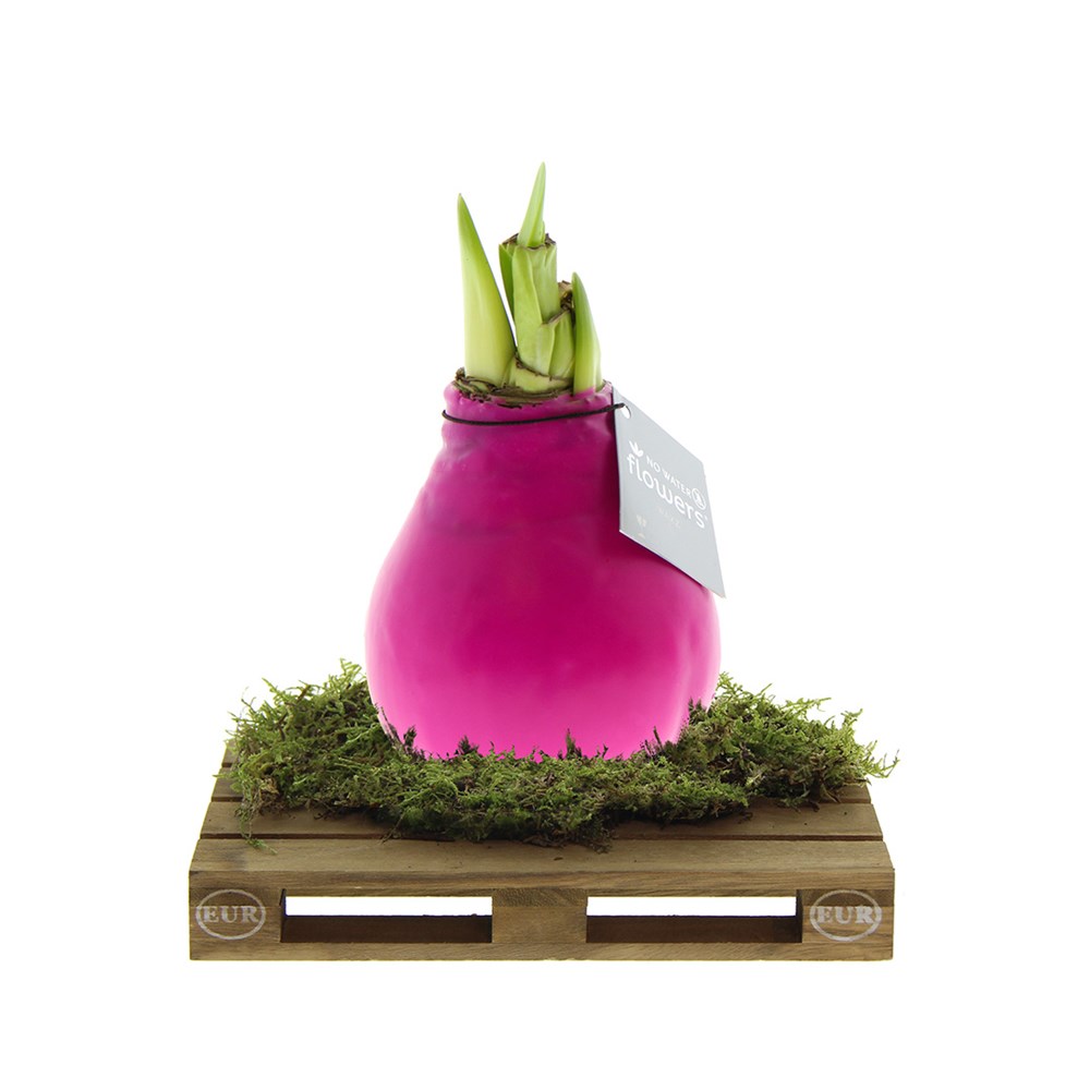 No Water Flowers® - Waxz® on pallet - roze