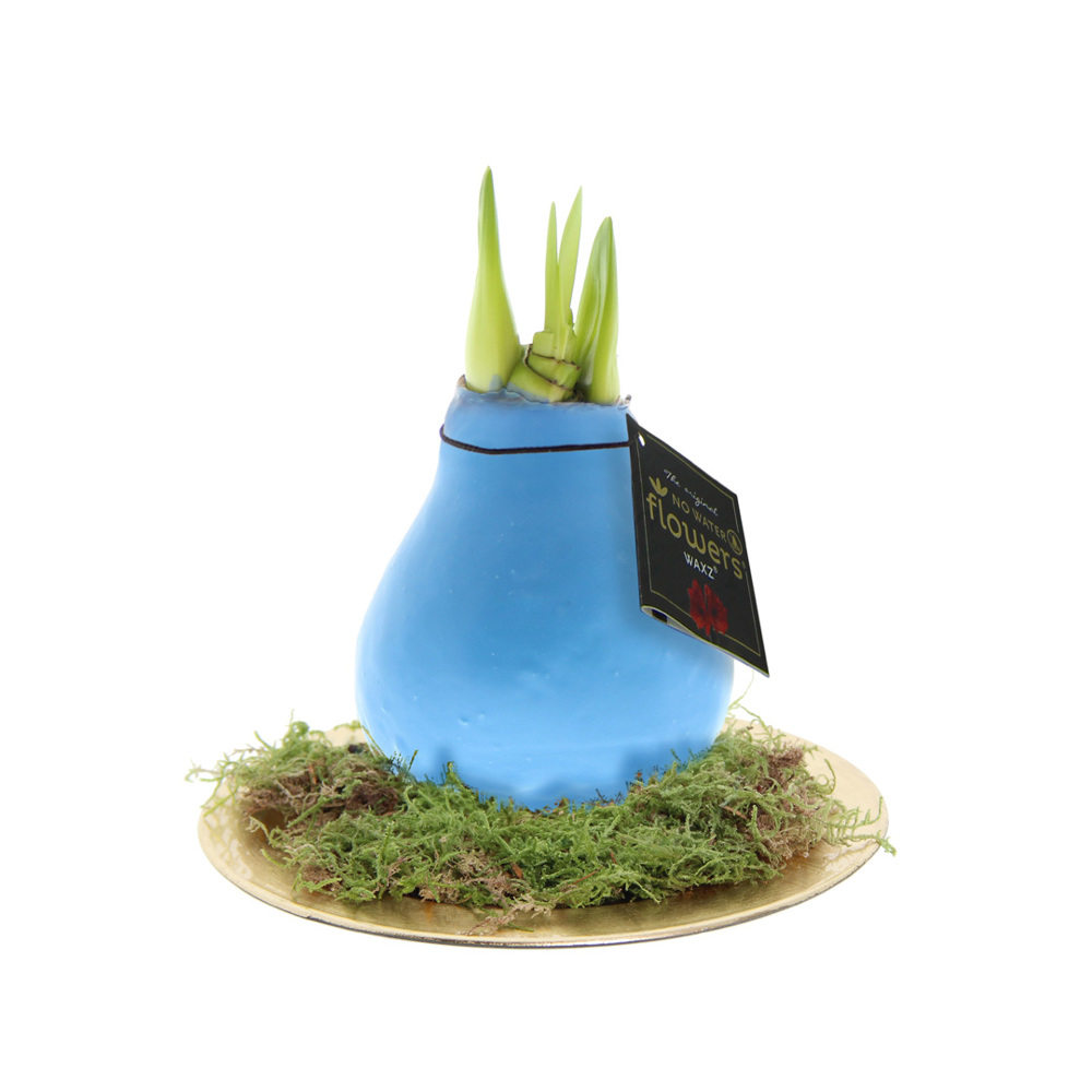 No Water Flowers® - Waxz® on golden dish - pastel blauw