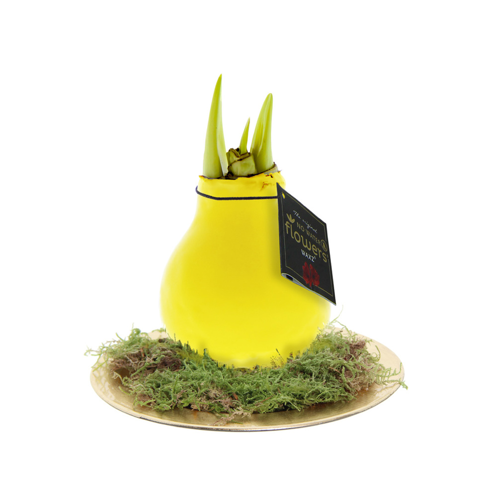 No Water Flowers® - Waxz® on golden dish - geel