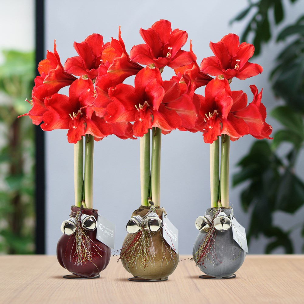 No Water Flowers® - Jingle Bellz, In luxury box, Blauw