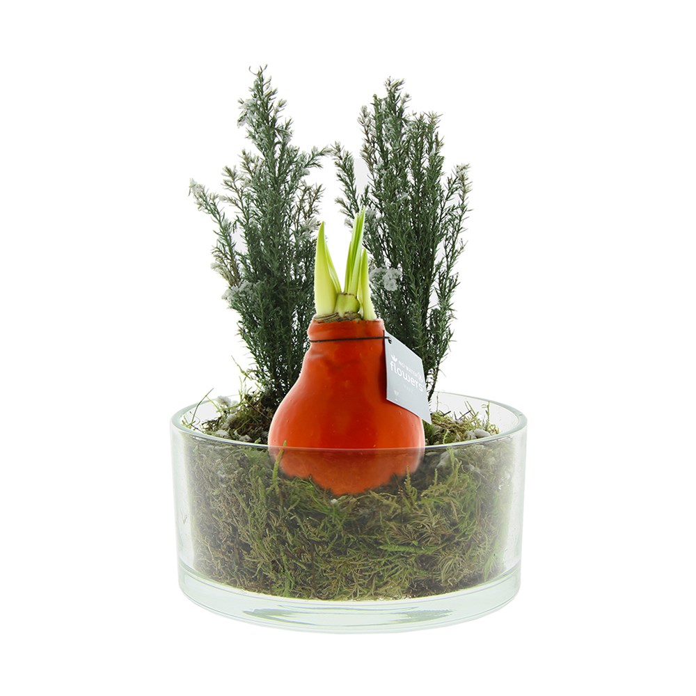 No Water Flowers® - Christmas glass elegance - Oranje