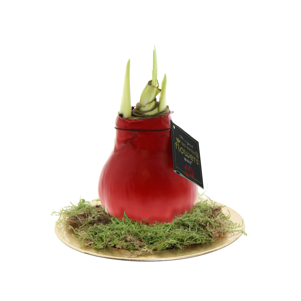 No Water Flowers® - Waxz® on golden dish - rood