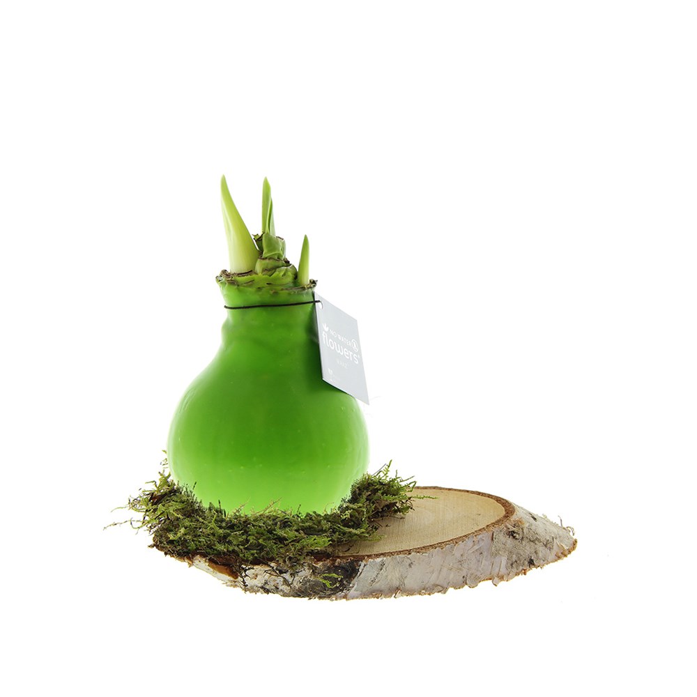 No Water Flowers® - Waxz® on wood - lichtgroen