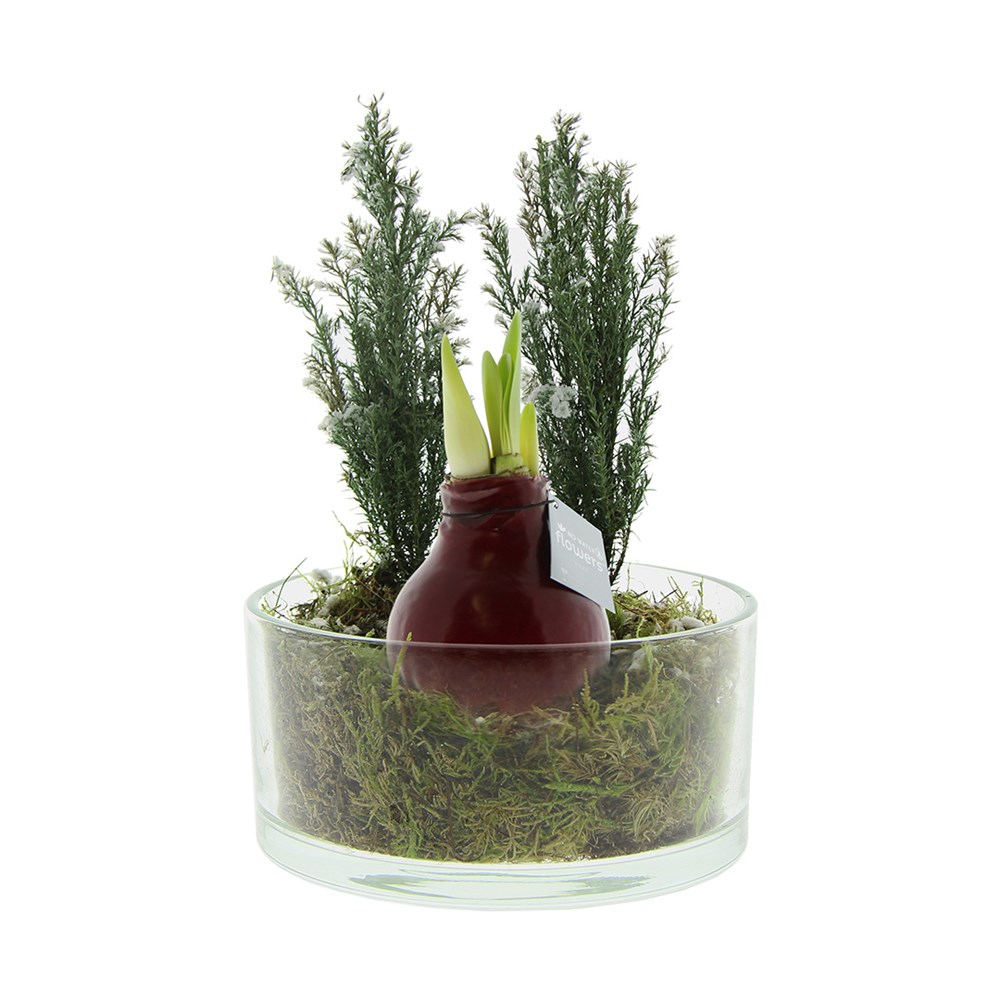 No Water Flowers® - Christmas glass elegance - Bordeaux