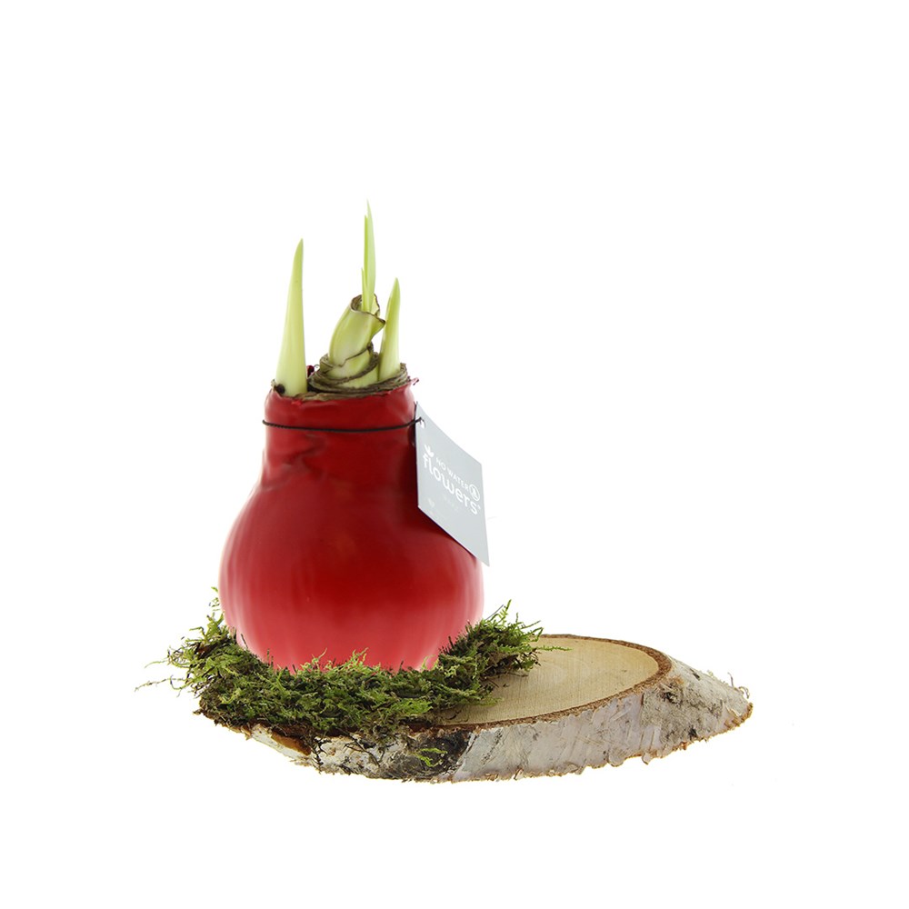 No Water Flowers® - Waxz® on wood - rood