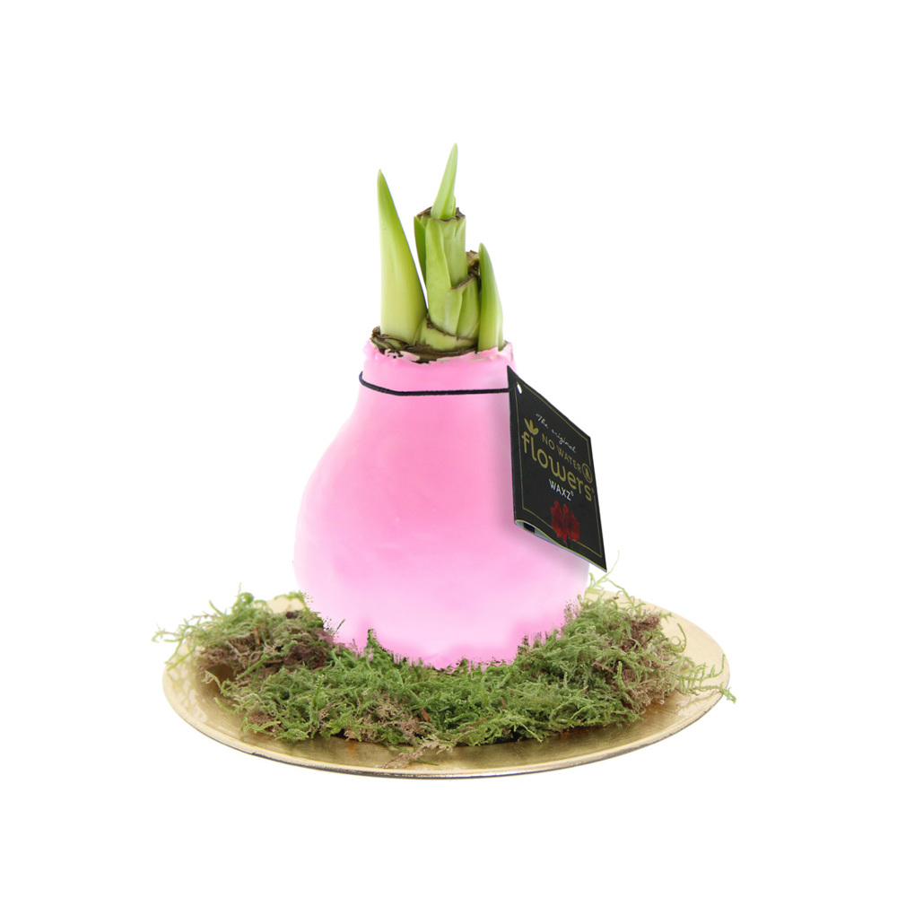 No Water Flowers® - Waxz® on golden dish - pastel roze
