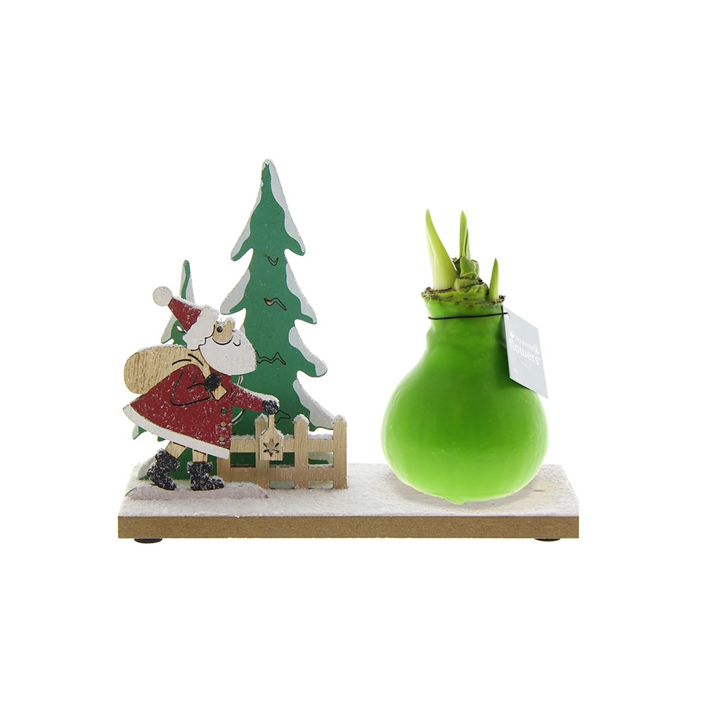 No Water Flowers® - Winter Wonderland - lichtgroen