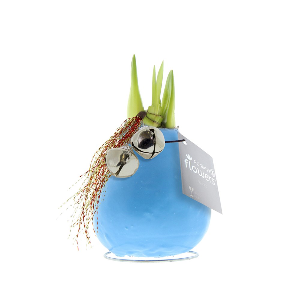 No Water Flowers® - Jingle Bellz - pastel blauw