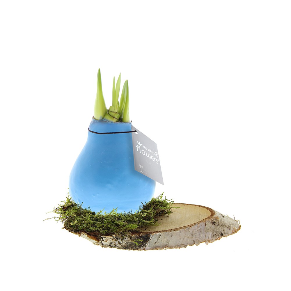 No Water Flowers® - Waxz® on wood - pastel blauw