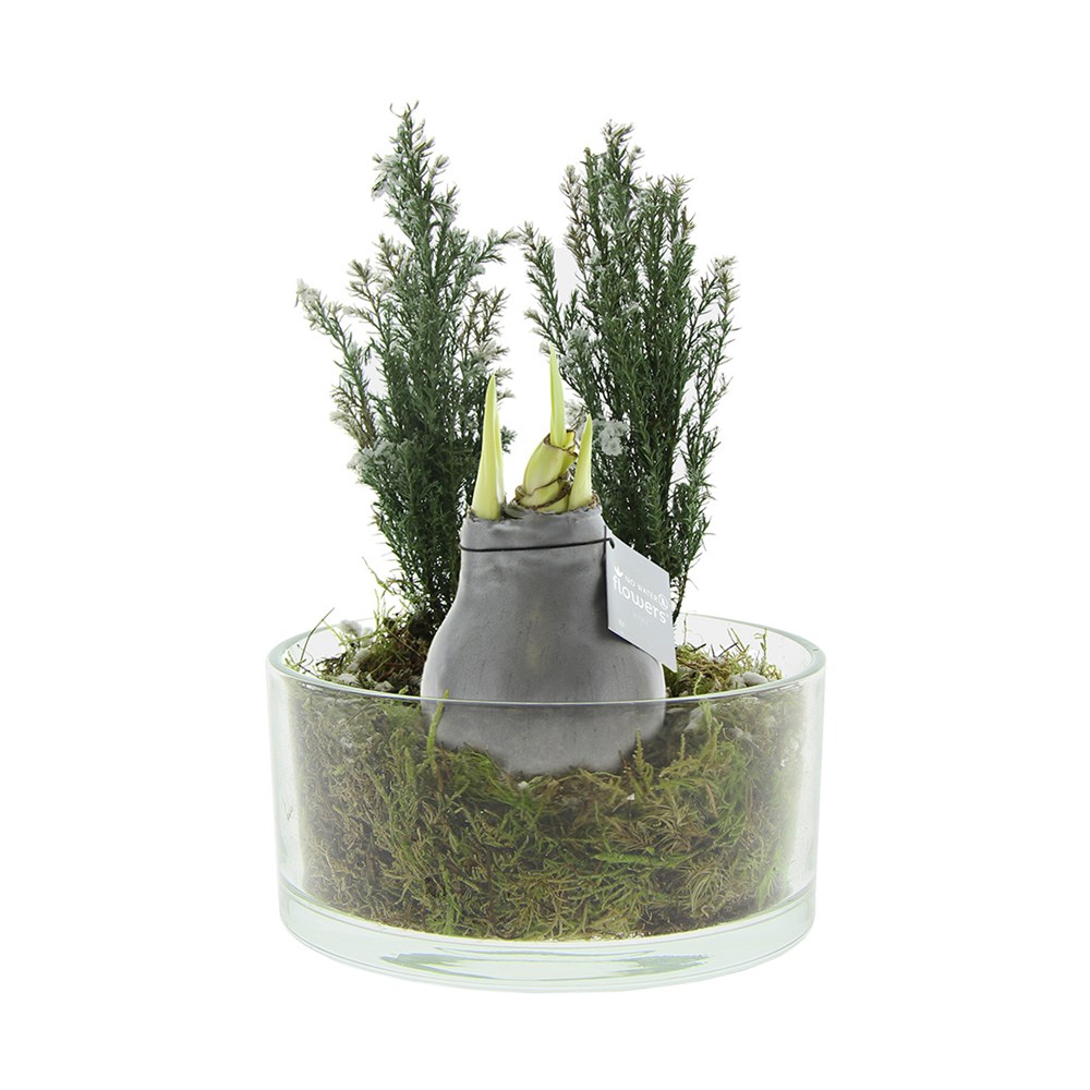No Water Flowers® - Christmas glass elegance - Zilver