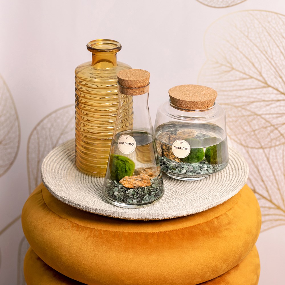 Marimo moss balls - Bowl, Zonder verpakking