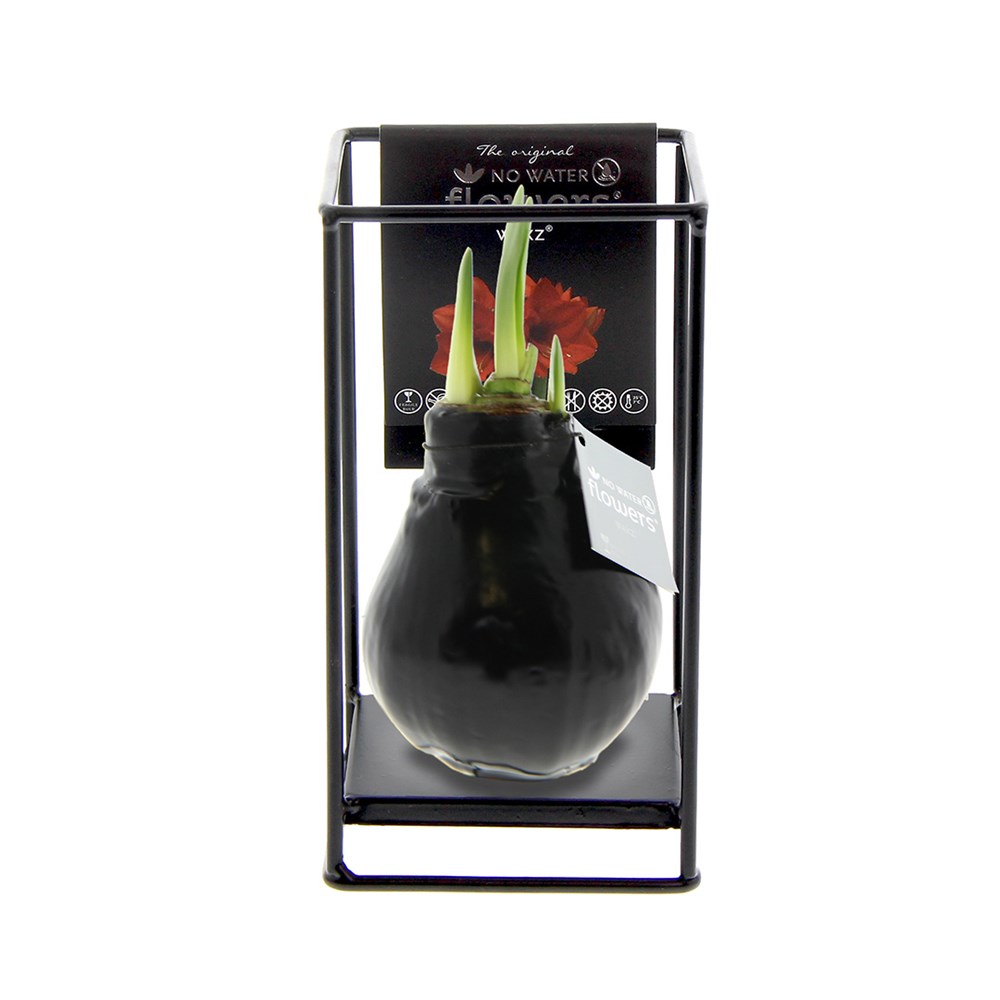 No Water Flowers® - Formz industrial - zwart