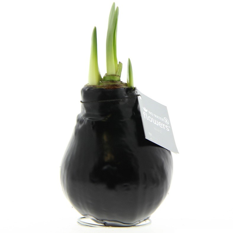 No Water Flowers® - Waxz® Colours - zwart