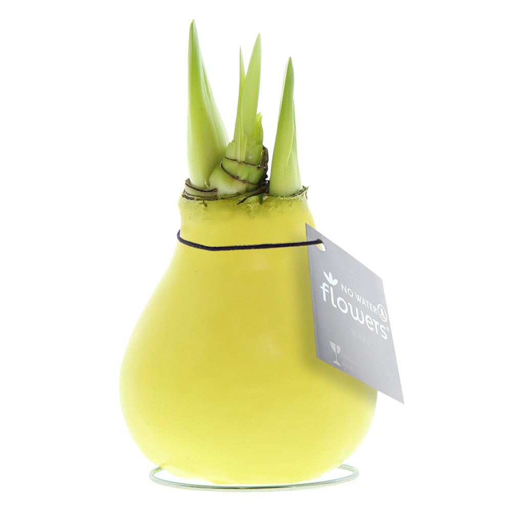 No Water Flowers® - Waxz® Colours - Pastel geel