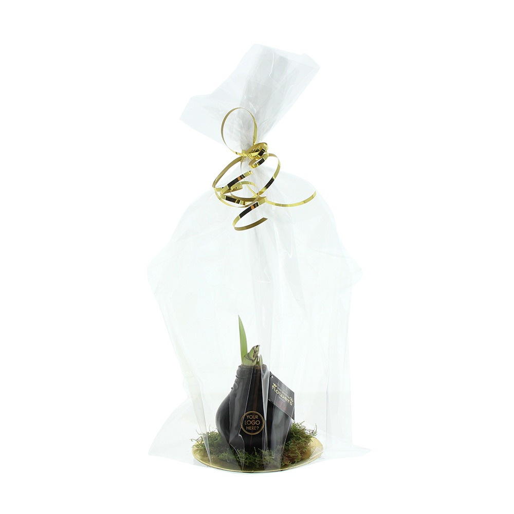 No Water Flowers® - Waxz® on golden dish, In giftbox, Goud