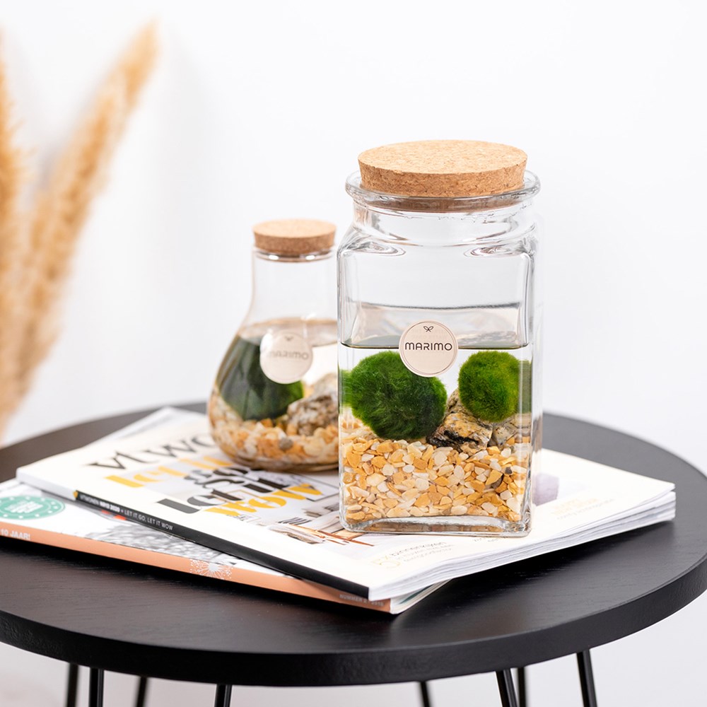 Marimo moss balls - Bowl, Zonder verpakking