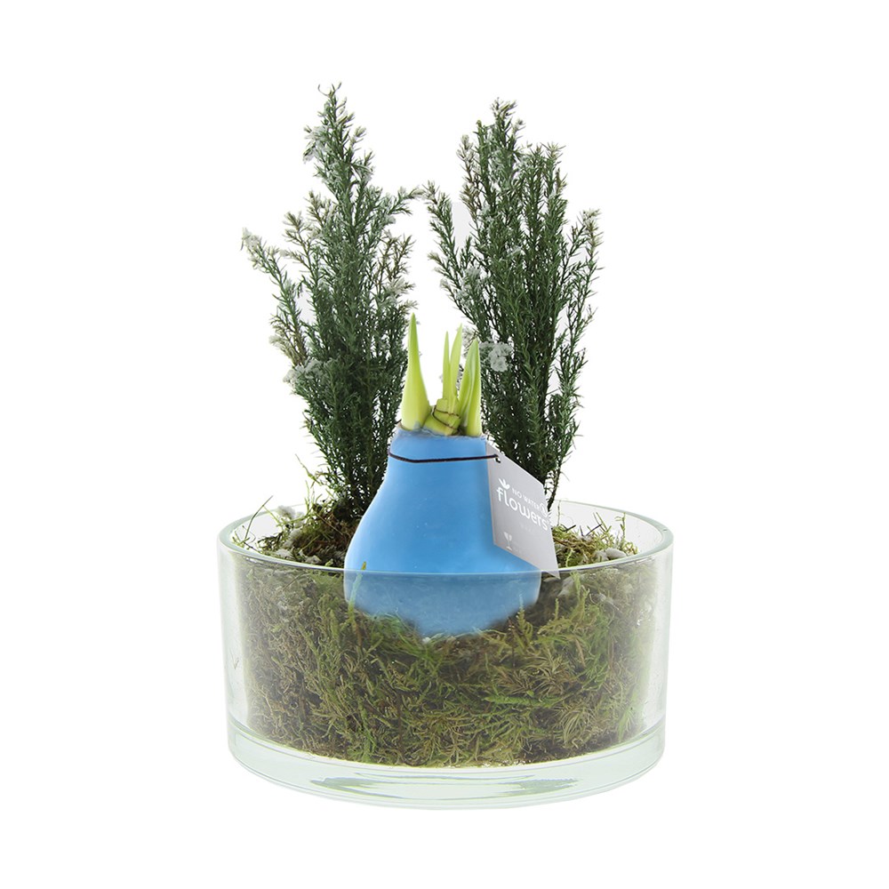 No Water Flowers® - Christmas glass elegance - pastel blauw