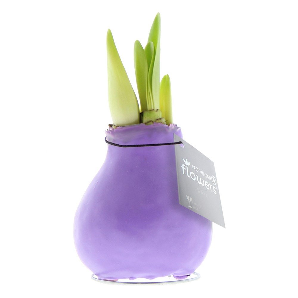 No Water Flowers® - Waxz® Colours - Pastel paars