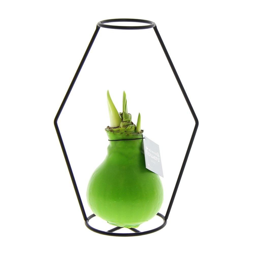 No Water Flowers® - Formz modern - lichtgroen