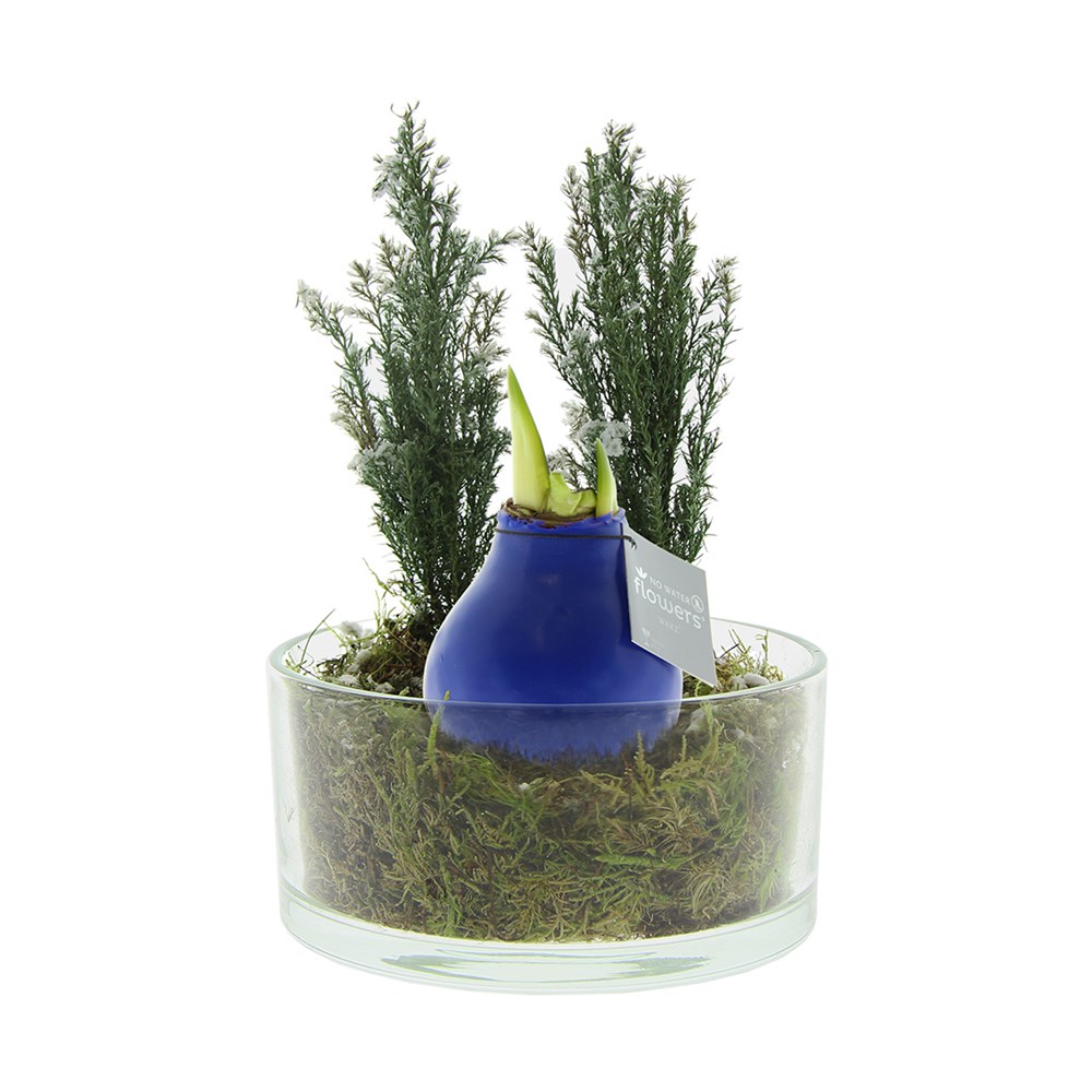 No Water Flowers® - Christmas glass elegance - blauw