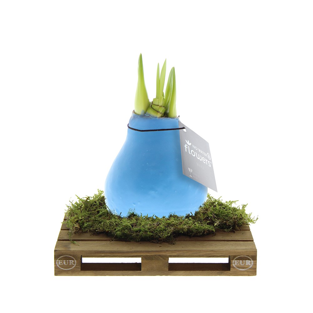 No Water Flowers® - Waxz® on pallet - pastel blauw