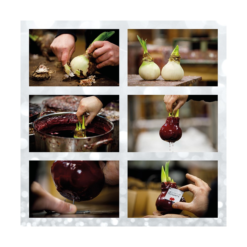 No Water Flowers® - Formz modern, In luxury box, Bordeaux