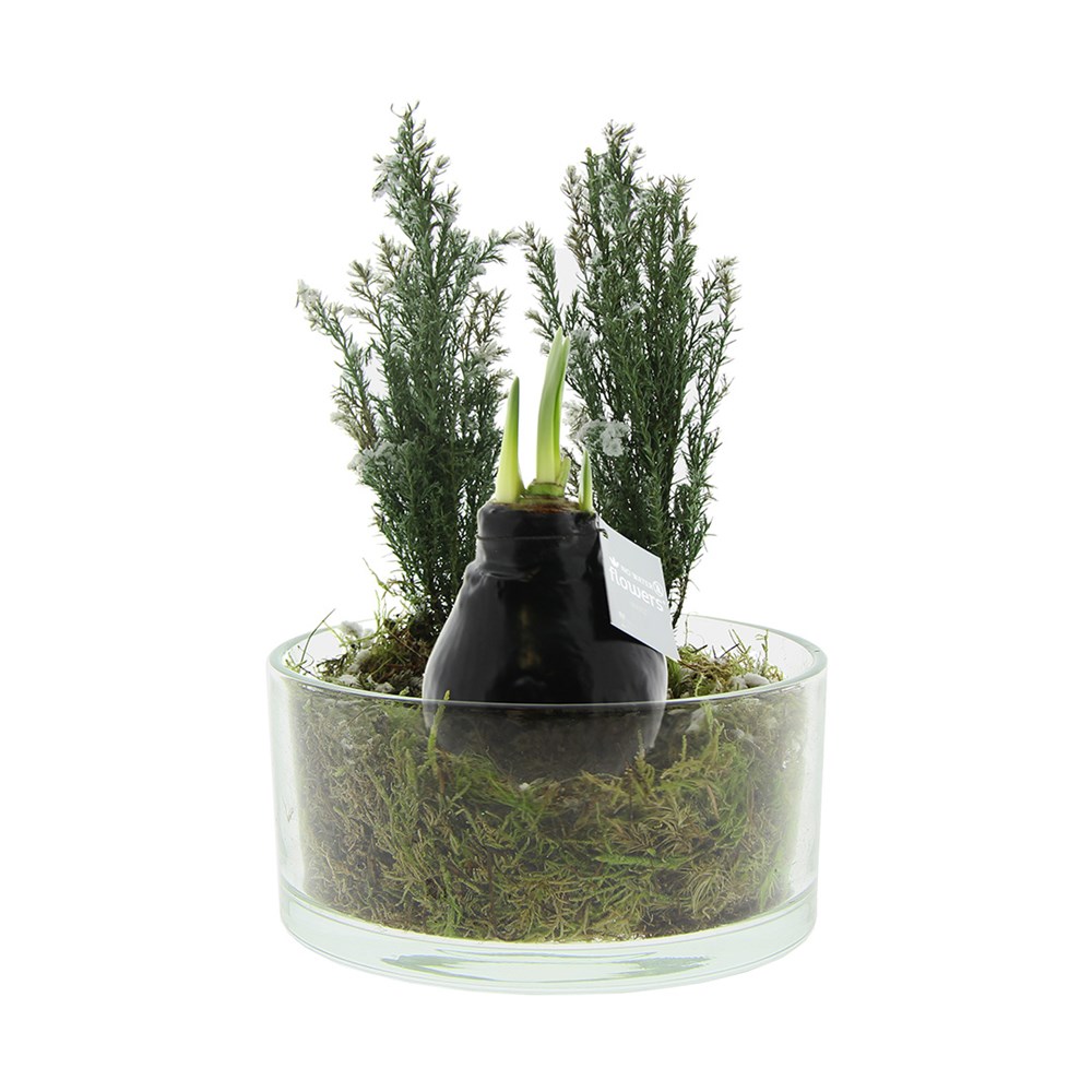 No Water Flowers® - Christmas glass elegance - zwart