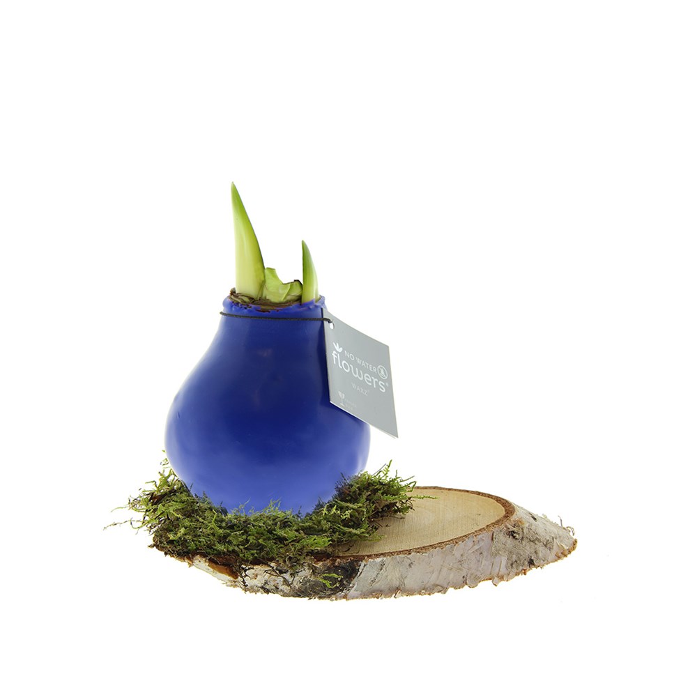 No Water Flowers® - Waxz® on wood - blauw