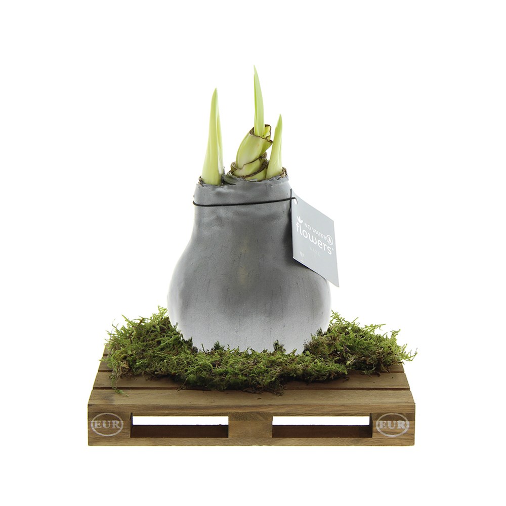 No Water Flowers® - Waxz® on pallet - Zilver