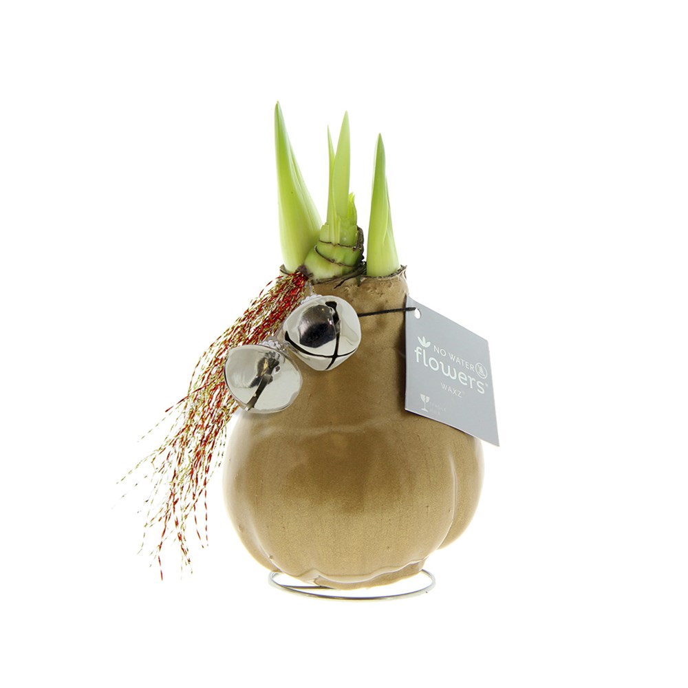 No Water Flowers® - Jingle Bellz - Goud