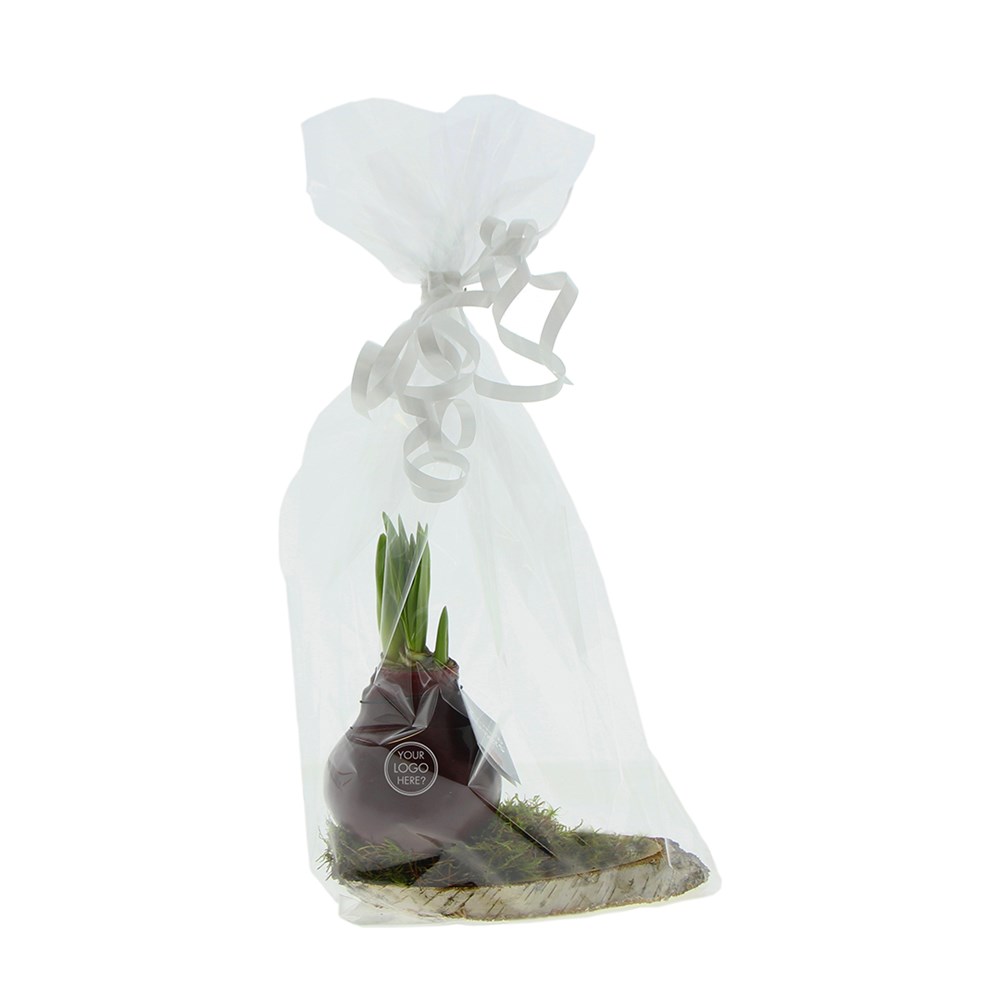 No Water Flowers® - Waxz® on wood, In giftbox, Zwart