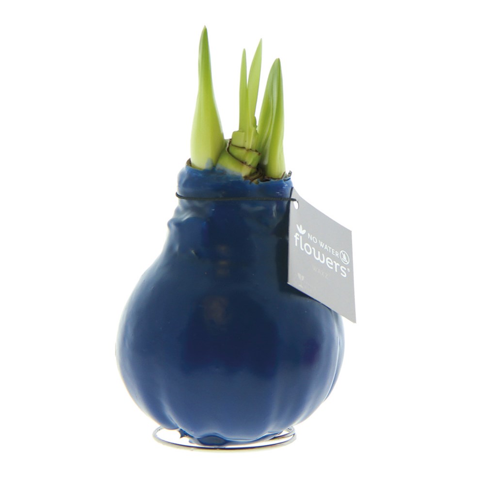 No Water Flowers® - Waxz® Colours - donkerblauw